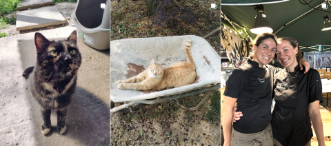 casette per gatti e cani